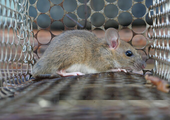 Roof Rats removal